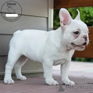 Photo №1. bouledogue - à vendre en ville de Finnholmen | 1500€ | Annonce №11133