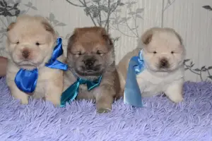 Photo №1. chow-chow - à vendre en ville de Dubna | 501€ | Annonce №2487