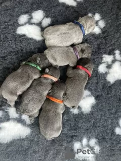 Photos supplémentaires: Superbes bouledogues français bleus et lilas