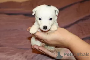 Photos supplémentaires: Chiots Jack Russell Terrier