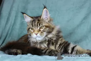 Photo №1. maine coon - à vendre en ville de Volgograd | 342€ | Annonce № 14216