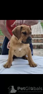 Photos supplémentaires: Mastiff sud-africain - Boerboel