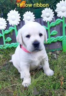 Photo №4. Je vais vendre labrador retriever en ville de Syktyvkar. annonce privée - prix - 397€