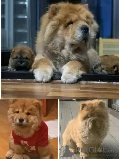 Photo №4. Je vais vendre chow-chow en ville de Almaty. annonce privée, éleveur - prix - négocié