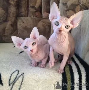 Photo №1. sphynx - à vendre en ville de Ghalilah | Gratuit | Annonce № 9951