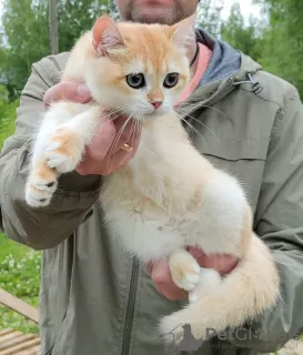 Photo №4. Je vais vendre british shorthair en ville de Cherepovets. de la fourrière - prix - négocié