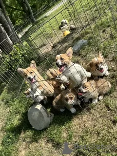 Photo №1. welsh corgi - à vendre en ville de Regensburg | 106€ | Annonce №129610