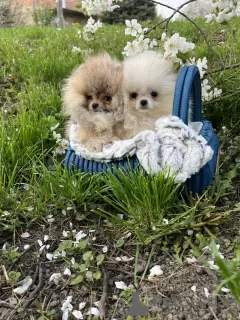 Photos supplémentaires: Chiots de Poméranie du plus haut pedigree