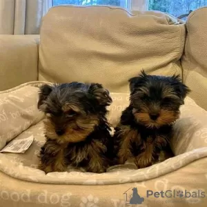 Photo №1. yorkshire terrier - à vendre en ville de Lyon | Gratuit | Annonce №10209