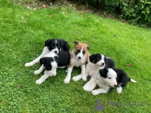 Photo №1. border collie - à vendre en ville de Melbourne | 380€ | Annonce №18615