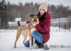 Photo №3. Bim, un jeune chien joyeux, cherche un foyer.. Fédération de Russie