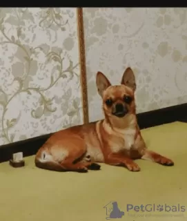 Photo №1. chihuahua - à vendre en ville de Traben-Trarbach | Gratuit | Annonce №128401