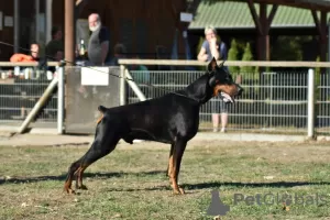 Photos supplémentaires: Chiots Dobermann