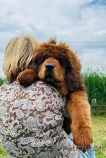 Photos supplémentaires: Chiots Dogue du Tibet