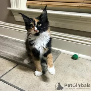 Photo №1. maine coon - à vendre en ville de Alaska | 549€ | Annonce № 127422