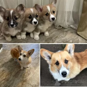 Photo №2 de l'annonce № 90467 de la vente welsh corgi - acheter à Estonie annonce privée