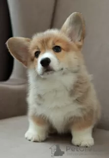 Photo №4. Je vais vendre welsh corgi en ville de Minsk. éleveur - prix - négocié