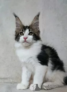 Photo №1. maine coon - à vendre en ville de Квакертаун | 379€ | Annonce № 118133