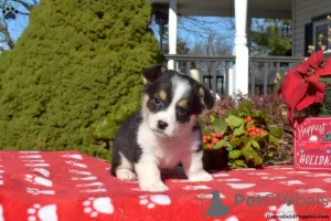 Photo №2 de l'annonce № 63532 de la vente welsh corgi - acheter à USA 