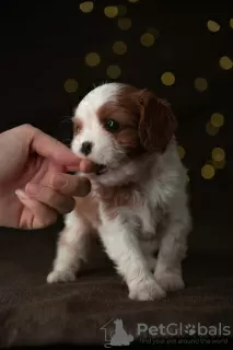 Photo №2 de l'annonce № 15902 de la vente cavalier king charles spaniel - acheter à La finlande de la fourrière, éleveur