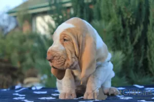 Photos supplémentaires: Chiots Bracco italiens