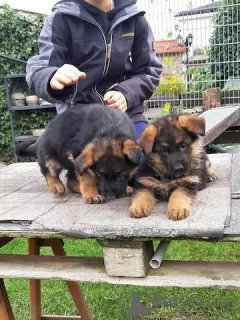 Photo №3. Chiots berger allemand à vendre. Allemagne