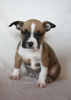 Photo №2 de l'annonce № 1251 de la vente american staffordshire terrier - acheter à Fédération de Russie de la fourrière