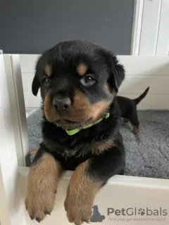 Photo №2 de l'annonce № 123493 de la vente rottweiler - acheter à La finlande annonce privée, éleveur