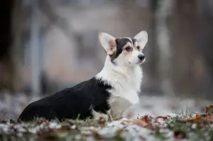 Photos supplémentaires: Fille Welsh Corgi Pembroke