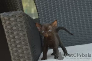 Photo №2 de l'annonce № 119938 de la vente devon rex - acheter à Espagne annonce privée, éleveur