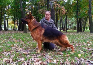 Photos supplémentaires: Chiot berger allemand avec un pedigree magnifique