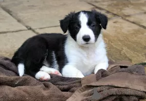 Photo №3. Chiots Border Collie. Pologne