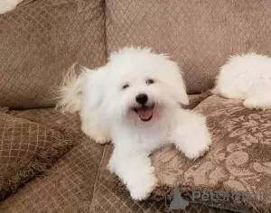 Photo №1. bichon à poil frisé - à vendre en ville de Kiev | négocié | Annonce №42665