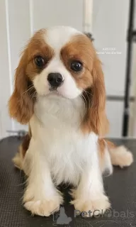 Photo №1. cavalier king charles spaniel - à vendre en ville de Leskovac | Gratuit | Annonce №100246