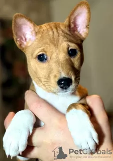 Photos supplémentaires: Chiots Basenji. Chien africain qui n'aboie pas.