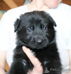 Photo №3. Chiots berger allemand noir. Fédération de Russie