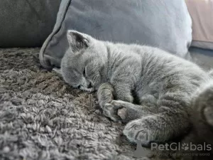 Photo №2 de l'annonce № 125396 de la vente british shorthair - acheter à Allemagne annonce privée