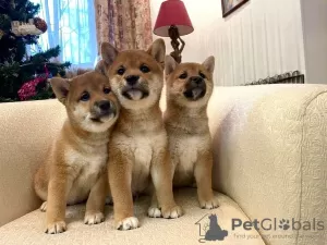 Photo №1. shiba - à vendre en ville de Vologda | négocié | Annonce №44577