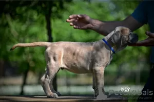 Photos supplémentaires: Chiots Cane Corso