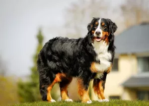 Photos supplémentaires: Bouvier Bernois - chiots avec pedigree FCI, ZKwP