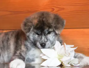 Photo №1. akita (chien) - à vendre en ville de Москва | 221€ | Annonce №4653