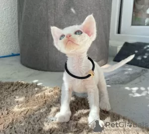 Photo №2 de l'annonce № 128267 de la vente devon rex - acheter à Allemagne annonce privée, éleveur