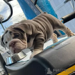 Photo №1. bulldog anglais - à vendre en ville de Hong Kong | Gratuit | Annonce №58091