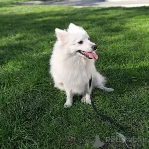 Photos supplémentaires: Chiots Spitz japonais