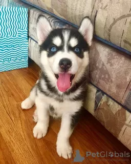 Photo №1. husky de sibérie - à vendre en ville de Manzini | Gratuit | Annonce №95682