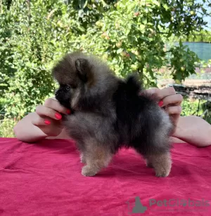 Photos supplémentaires: Spitz de Poméranie