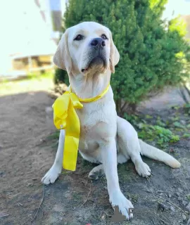 Photo №1. labrador retriever - à vendre en ville de Москва | 379€ | Annonce №45060