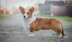 Photo №1. welsh corgi - à vendre en ville de Korolev | 859€ | Annonce №3717