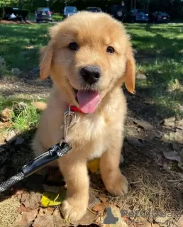 Photo №2 de l'annonce № 107623 de la vente golden retriever - acheter à Nouvelle zélande annonce privée