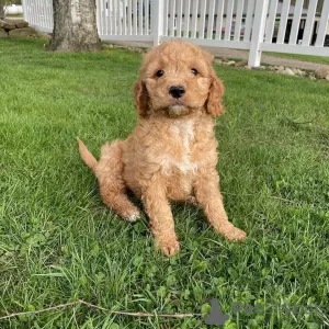 Photo №1. labradoodle - à vendre en ville de Gouvia | 350€ | Annonce №65067